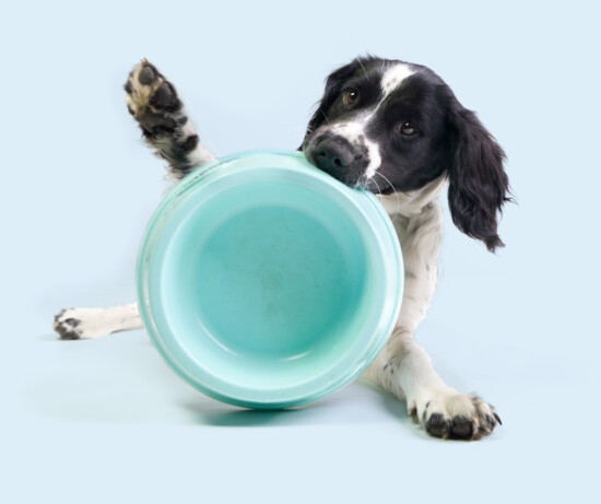 Photo Home chien Photo Home chien